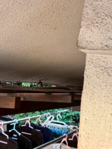 蜂駆除 現場