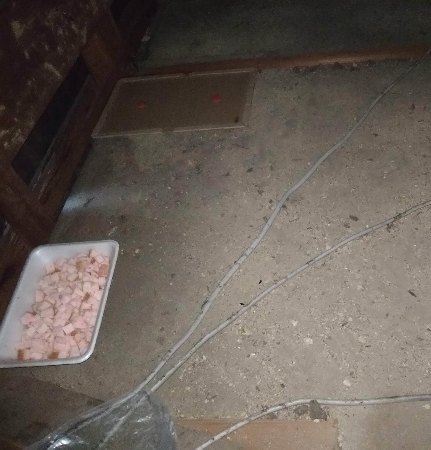京都市下京区にて害獣駆除・ネズミ駆除の施工前写真