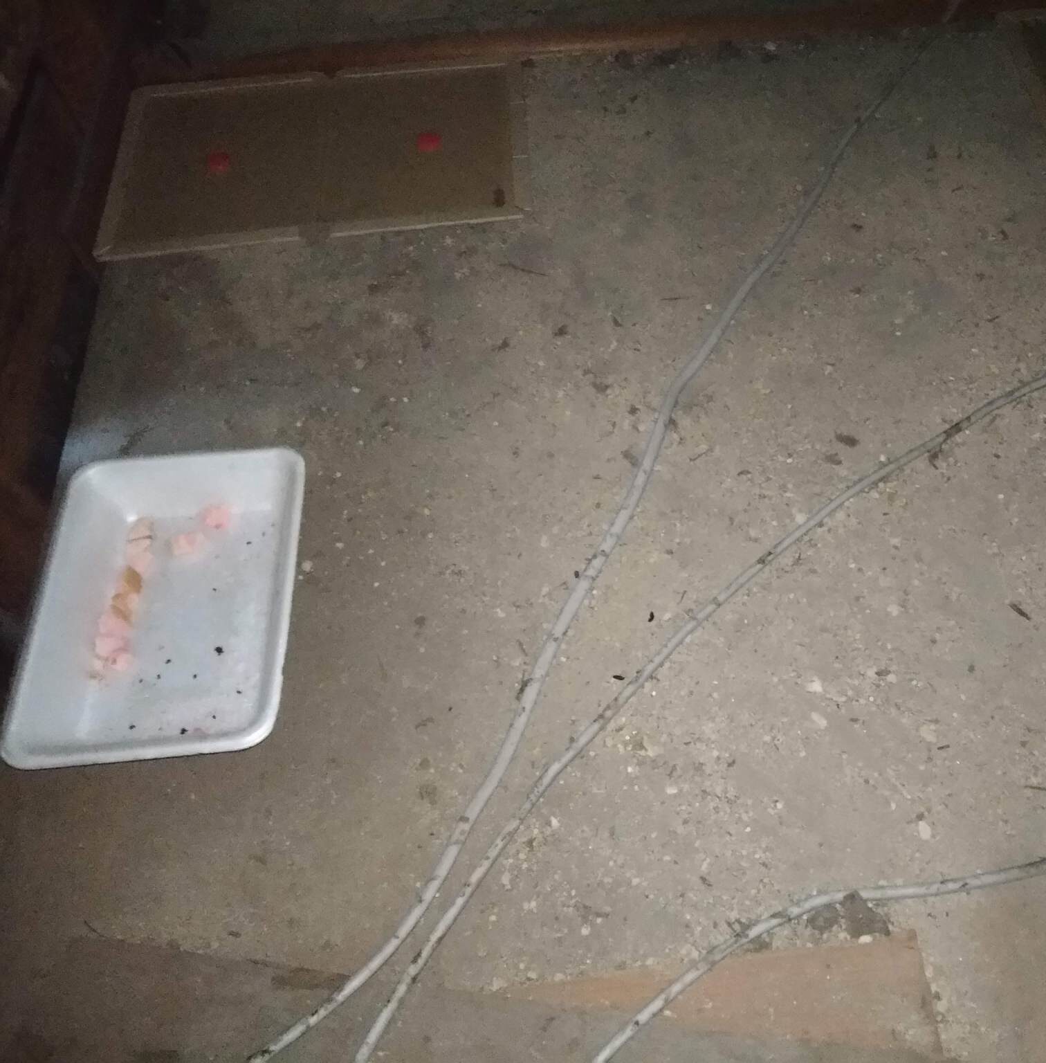 京都市下京区にて害獣駆除・ネズミ駆除の施工後写真