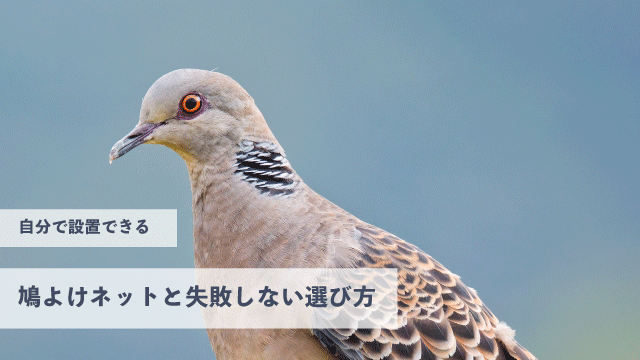 自分で設置できる鳩よけネットと失敗しない選び方