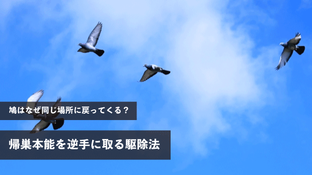 鳩はなぜ同じ場所に戻ってくる？帰巣本能を逆手に取る駆除法