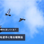 鳩はなぜ同じ場所に戻ってくる？帰巣本能を逆手に取る駆除法
