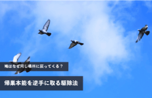 鳩はなぜ同じ場所に戻ってくる？帰巣本能を逆手に取る駆除法