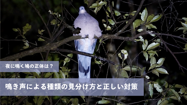 夜に鳴く鳩の正体は？鳴き声による種類の見分け方と正しい対策