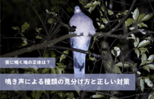夜に鳴く鳩の正体は？鳴き声による種類の見分け方と正しい対策