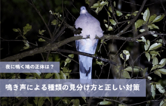 夜に鳴く鳩の正体は？鳴き声による種類の見分け方と正しい対策