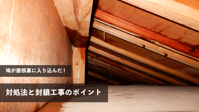 鳩が屋根裏に入り込んだときの対処法と封鎖工事のポイント
