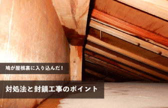 鳩が屋根裏に入り込んだときの対処法と封鎖工事のポイント