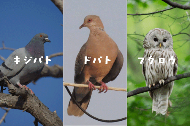 鳴き声で見分けられる鳩の種類とは？