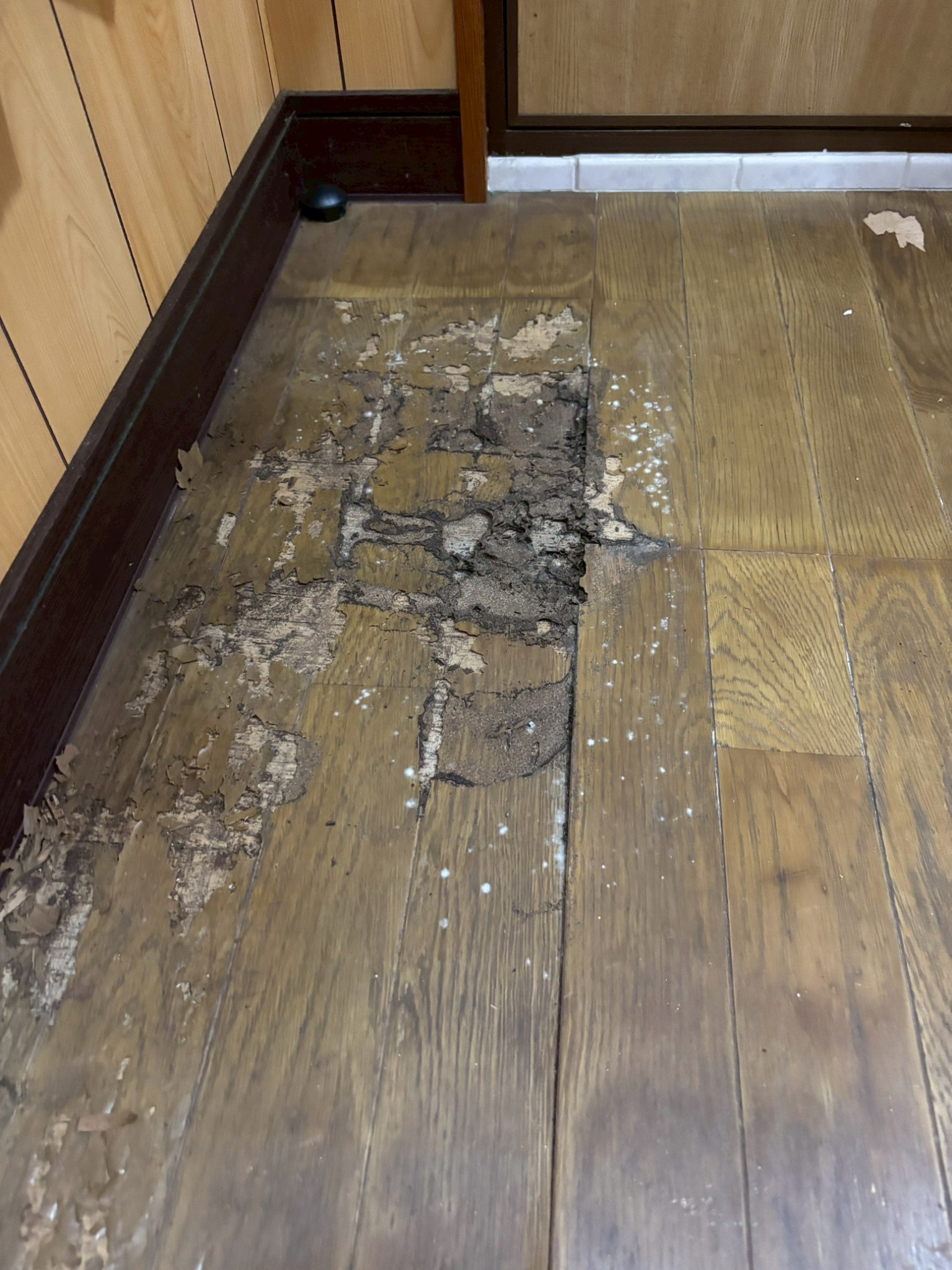 大阪府和泉市の築60年のご住宅にてシロアリ駆除工事の施工前写真