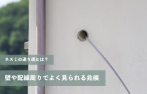ネズミの通り道とは？壁や配線周りでよく見られる兆候