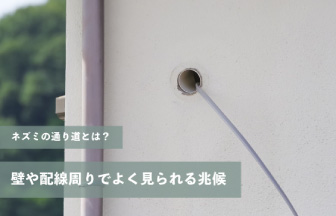 ネズミの通り道とは？