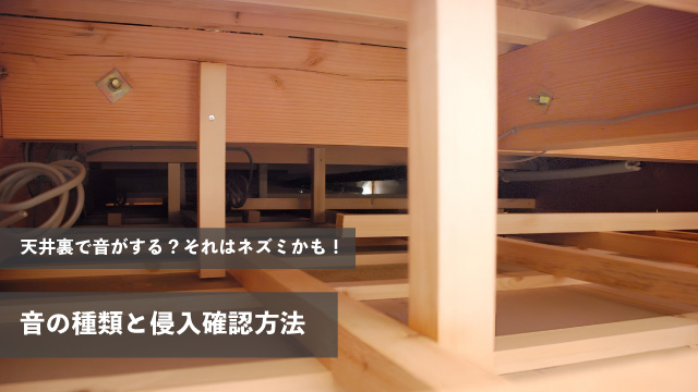 天井裏で音がする？それはネズミかも！