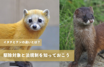 イタチとテンの違いとは？駆除対象と法規制を知っておこう