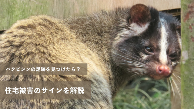 住宅被害のサインを解説