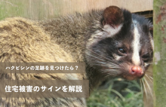 住宅被害のサインを解説