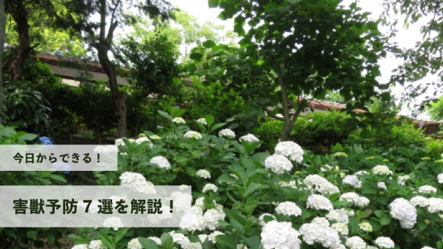 今日からできる害獣予防7選を解説!