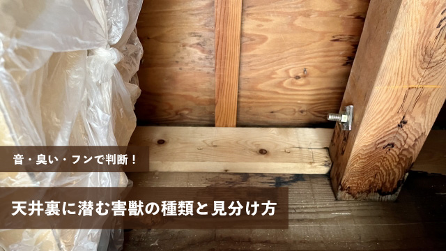 天井裏に潜む害獣の種類と見分け方【音・臭い・フンで判断】