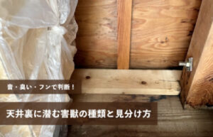 天井裏に潜む害獣の種類と見分け方【音・臭い・フンで判断】