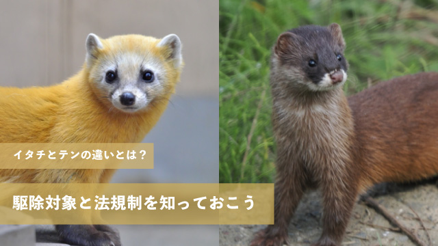 イタチとテンの違いとは?駆除対象と法規制を知っておこう