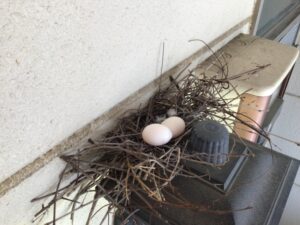鳩の巣・卵は勝手に撤去できない？法律と申請方法・安全な手順を解説