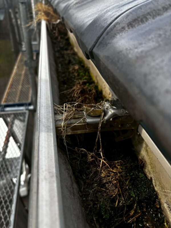 弥富市にて鳩駆除・鳩対策（屋根の上から鳩の鳴き声が聞こえる）の施工前写真