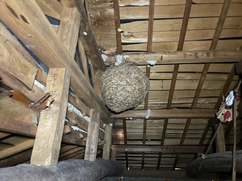 大阪市淀川区にてハチ駆除〈屋根裏の大きな巣を撤去〉の施工前写真