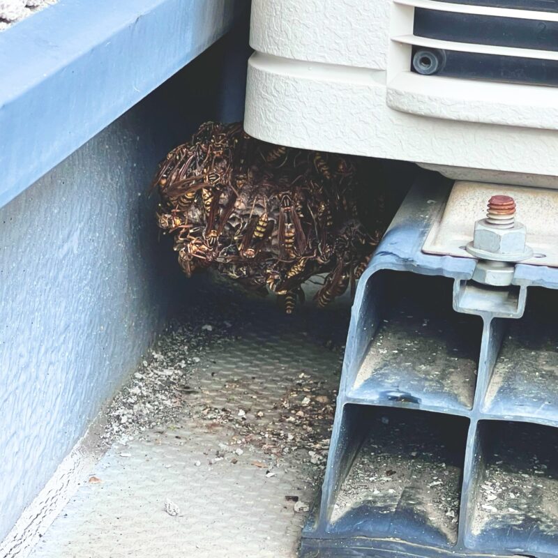 大阪市西淀川区にてハチ駆除〈室外機の裏にできたアシナガバチの巣〉の施工後写真
